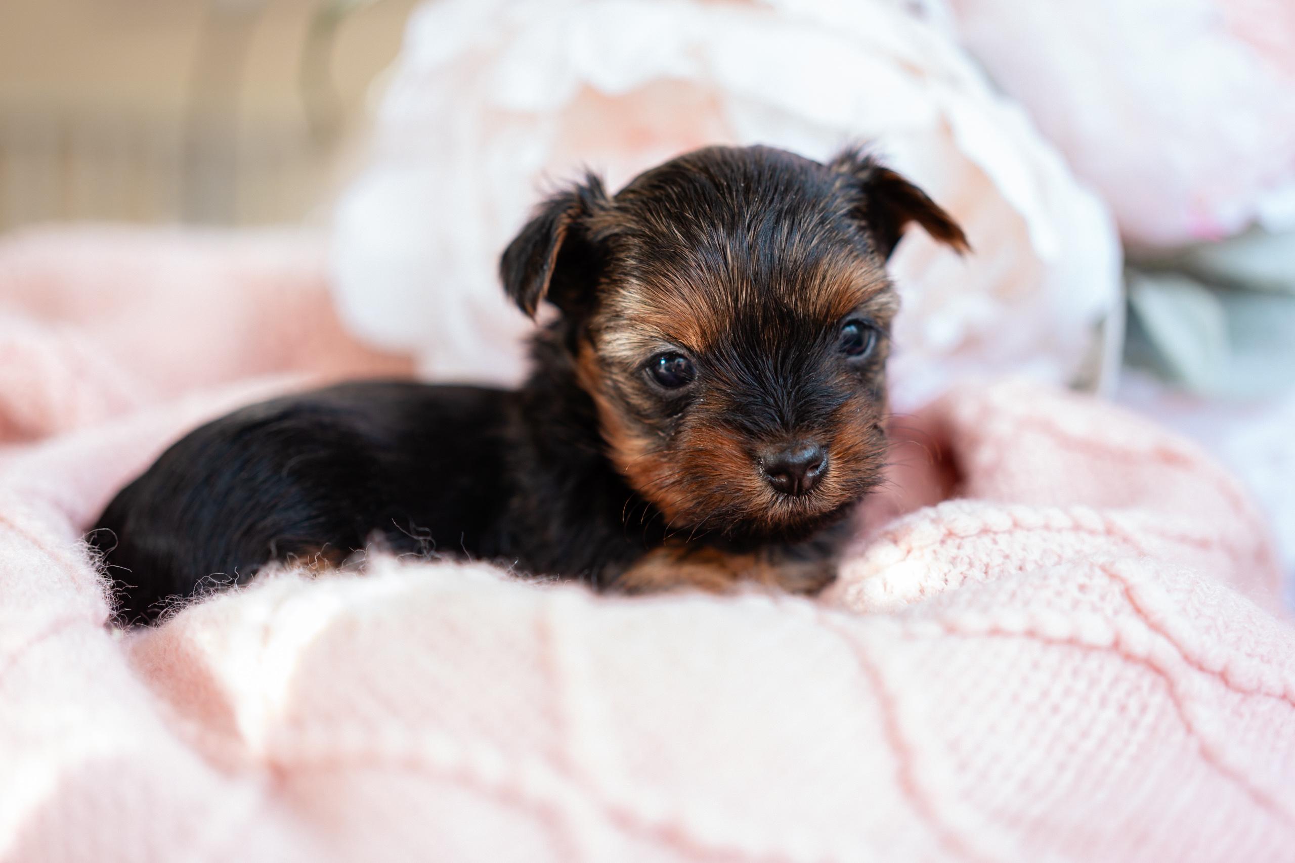 Nice Terriers Precious Puppies in Nevada | Yorkshire Terrier puppies | Good Dog