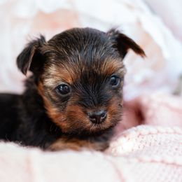 Yorkshire Terriers from Precious Puppies