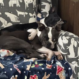 Zeus - Boston Terrier