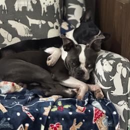 Zeus - Boston Terrier
