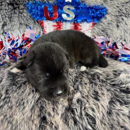 Rattlesnake - Black male Siberian Husky puppy in Folsom, Louisiana from Geaux Fluffy