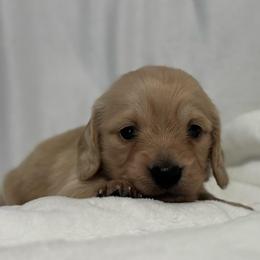 Kanga - Cream female Dachshund puppy in Dothan, Alabama from Little House Pups