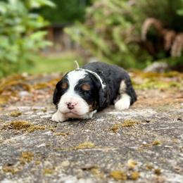Prince Charming (Light Green Collar) - Tri-color male Bernedoodle puppy in Stanwood, Washington from Butter Cup Pups and Paws