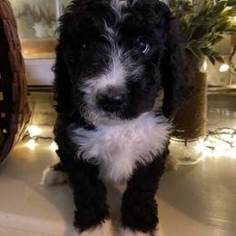 Bernedoodle Puppies from Collins Bernedoodles