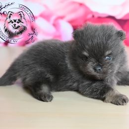 Zircon - Blue and tan male Pomeranian puppy in Fultonville, New York from Sandy Aussies & Pomeranians