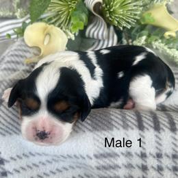 Male 1 - Tri-color male Cavalier King Charles Spaniel puppy in Greensburg, Kentucky from Kentucky Cavalier King Charles Spaniels