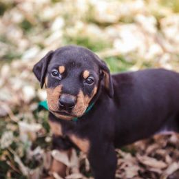 Doberman Pinscher Puppies from Akc Dobermans puppies by Serena