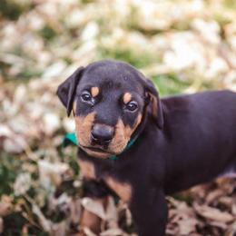 Doberman Pinscher Puppies from Akc Dobermans puppies by Serena