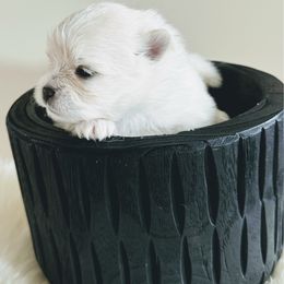 Prada - White female Pomeranian puppy in Charlotte, North Carolina from Kouture Pomeranians