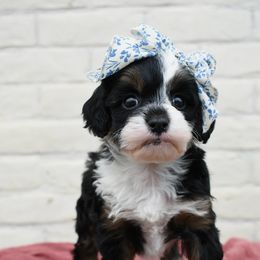 Leia - Tri-color Bernedoodle puppy in Salem, Utah from Doodle Doodle Dogs