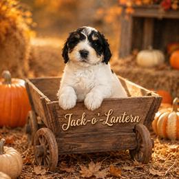 Jack-O-Lantern - Black and white male Bernedoodle puppy in Julian, Pennsylvania from Happy Valley Doodles