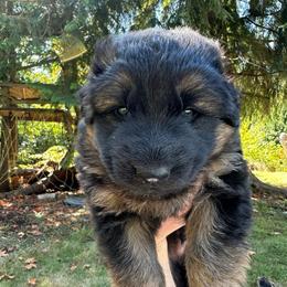Green Star Guardian - Black and tan male German Shepherd puppy in Bonney Lake, Washington from German Shepherds Von Washington
