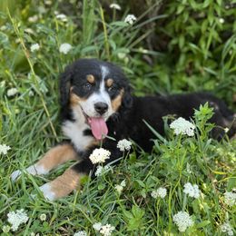Bernese Mountain Dog Puppies from Acorn Hill Bernese
