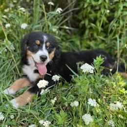 Bernese Mountain Dog Puppies from Acorn Hill Bernese