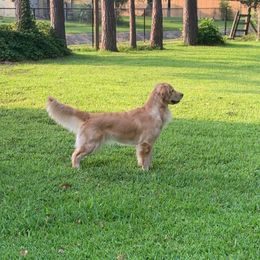Allya - Golden Retriever