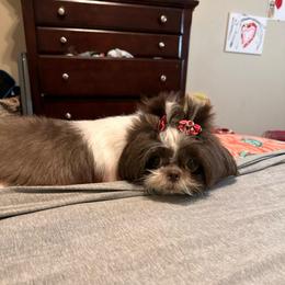 Daisy - Shih Tzu