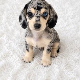 Female short haired - Dapple female Dachshund puppy in Wahiawa, Hawaii from Versatile Ohana