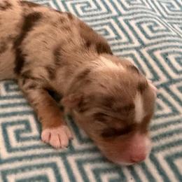 ASDR 2 Blue's Spark of Fire - Red merle male Toy Australian Shepherd puppy in Tremont, Tennessee from 2 Blue Toy Aussies