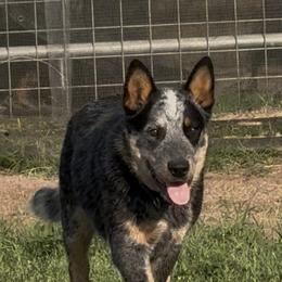 Australian Cattle Dog Puppies from Camira Ranch Australian Cattle Dogs