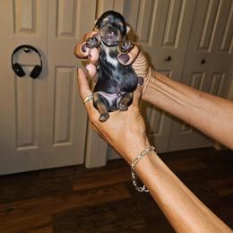 Boy 5 - Black and gold male Yorkshire Terrier puppy in Ohio from Brittany’s Yorkshire Terriers