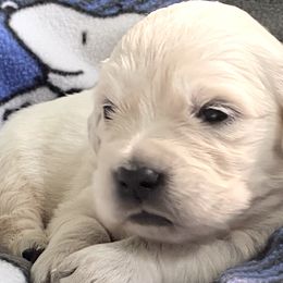 Boy 2 - Golden Retriever puppy in Allendale, Michigan from Teresa Stevens