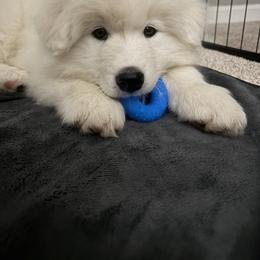 Samoyed Puppies from Morning Star Samoyeds
