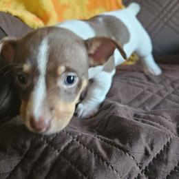 Girl 1 - Chocolate and white female Teddy Roosevelt Terrier puppy in Troy, Ohio from Wiggle Wags Miniature American Shepherds