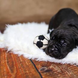Mia Hamm - Black female Cane Corso puppy in Beech Island, South Carolina from Relic Cane Corso