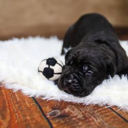 Mia Hamm - Black female Cane Corso puppy in Beech Island, South Carolina from Relic Cane Corso
