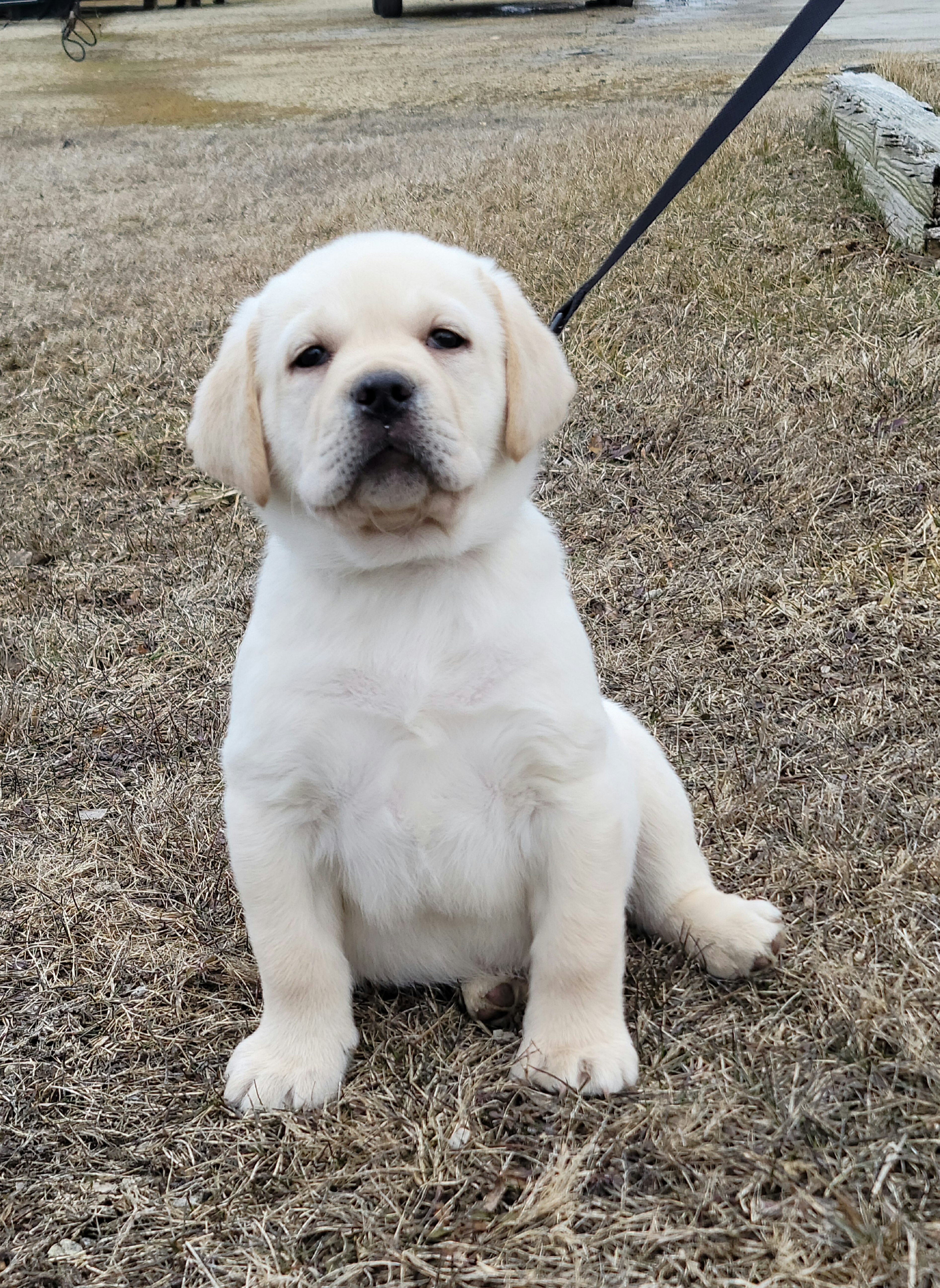 Labrador Retriever Puppies from Logan Acre Labradors