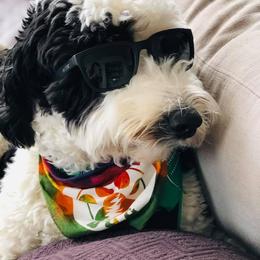 Bernedoodle and Sheepadoodle All Grown Up from Luv My Doodle