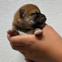 Rosemary - Sesame female Shiba Inu puppy in Covington, Ohio from Rustic Country Shibas