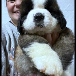 Red collar - Mahogany and white male Saint Bernard puppy in New Philadelphia, Ohio from Fletchers Saints