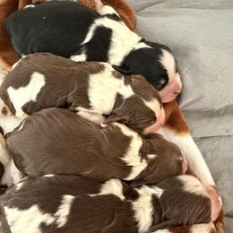 Boy - Liver white and roan male English Springer Spaniel puppy in Cleburne, Texas from Powers English Springer Spaniels