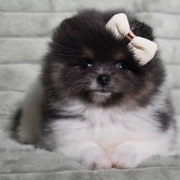 Blue tri - Blue female Pomeranian puppy in Westminster, Colorado from VanityPom’s