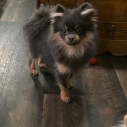 Gene Belcher - Blue and tan male Pomeranian puppy in Smithville, Texas from Lafary Poms