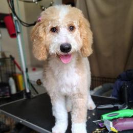 Trina - Apricot female Goldendoodle puppy in Cordova, Tennessee from TrueLine kennels