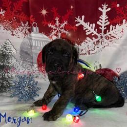 Perro de Presa Canario Puppies from Mesquite Creek Kennels