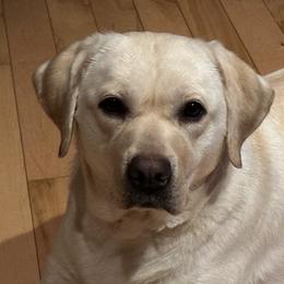Sybil - Labrador Retriever