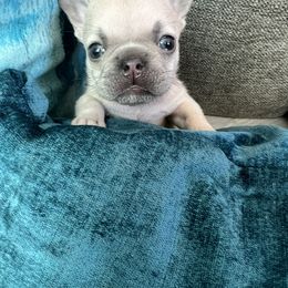 French Bulldog Puppies from Moore Puppy Love