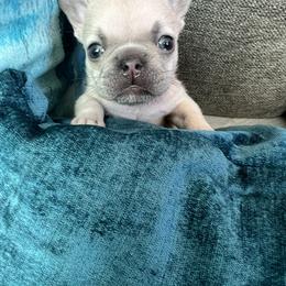 French Bulldog Puppies from Moore Puppy Love