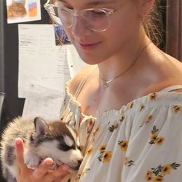 Pomsky Puppies from Peoria Pomskies