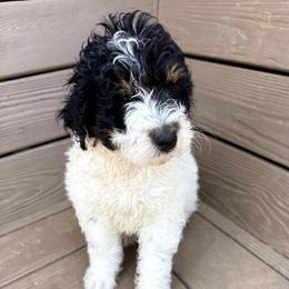 Patch - Tri-color male Bernedoodle puppy in Mint Hill, North Carolina from Ball-Y-Hoo Bernedoodles