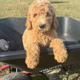 Goldendoodle All Grown Up from Dana Walters