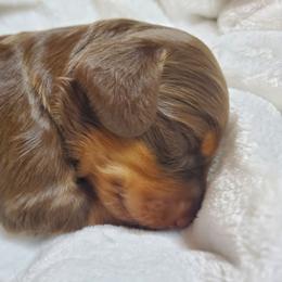 Boy 1 - Chocolate and tan male Dachshund puppy in Mountain Grove, Missouri from Callaway Country Dachshunds