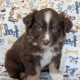 Opal - Red tri-color male Australian Shepherd puppy in Squaw Valley, California from A&M Australian Shepherds
