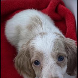 Mickey - Cream male Dachshund puppy in Sparta, Tennessee from Clemons Mini Dachshunds of Tennessee