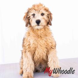 Fletcher - Merle male Whoodle puppy in Utah from My Whoodle