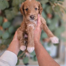 Gray Collar - Red  female Goldendoodle puppy in Somerville, Alabama from Southern Enchanted Doodles