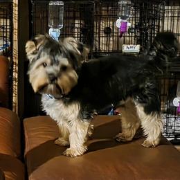 OBIE - Yorkshire Terrier